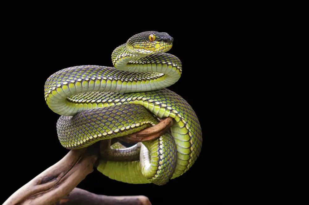 Theori, Fernandha: White lipped Viper in pose