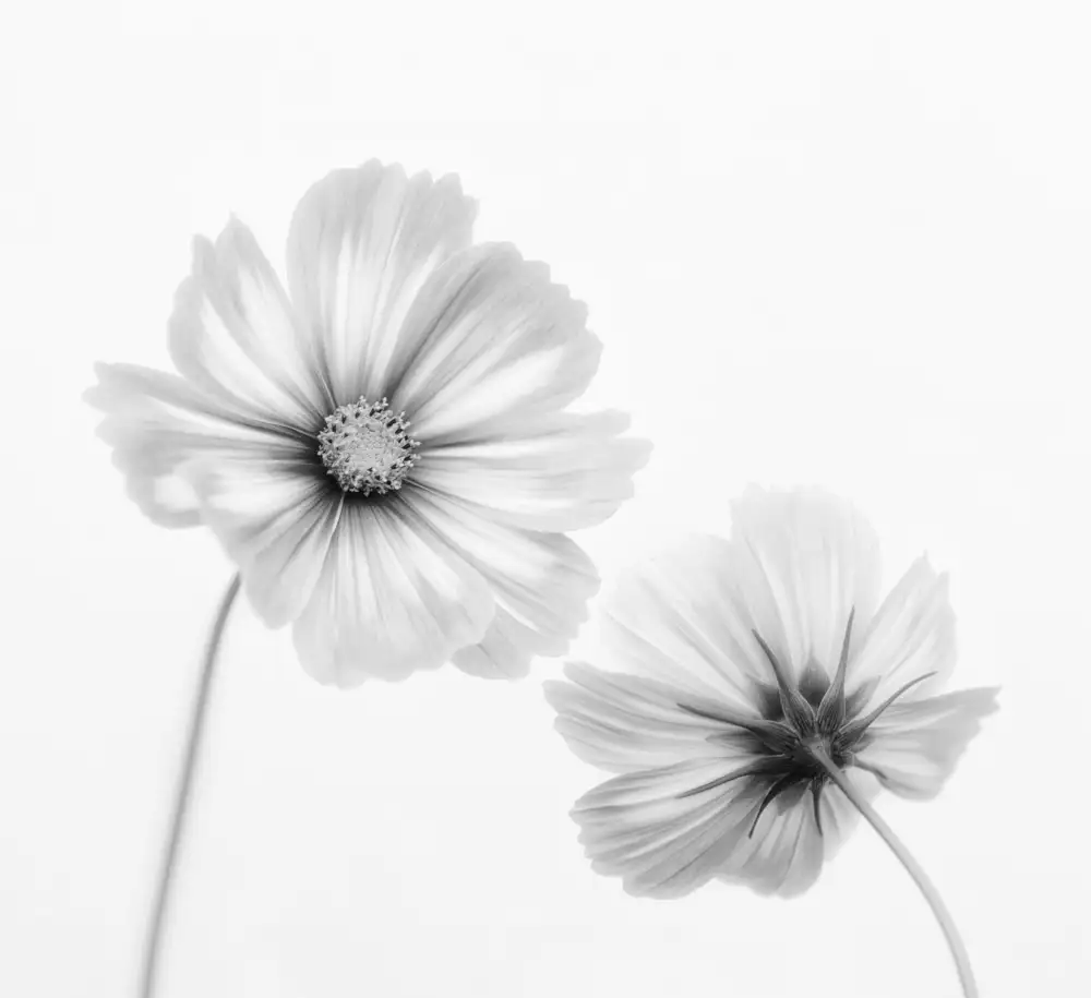 Grønkjær, Lotte: Duo Cosmos