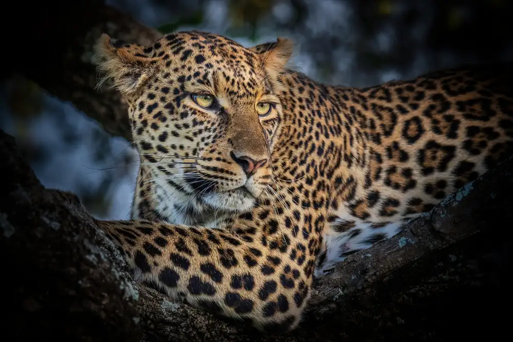 Sink, C. Jeffrey: Il Leopardo