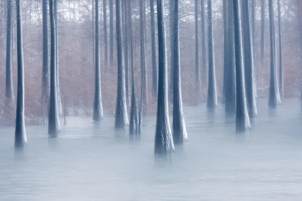 Z, Bingo: Woods in winter