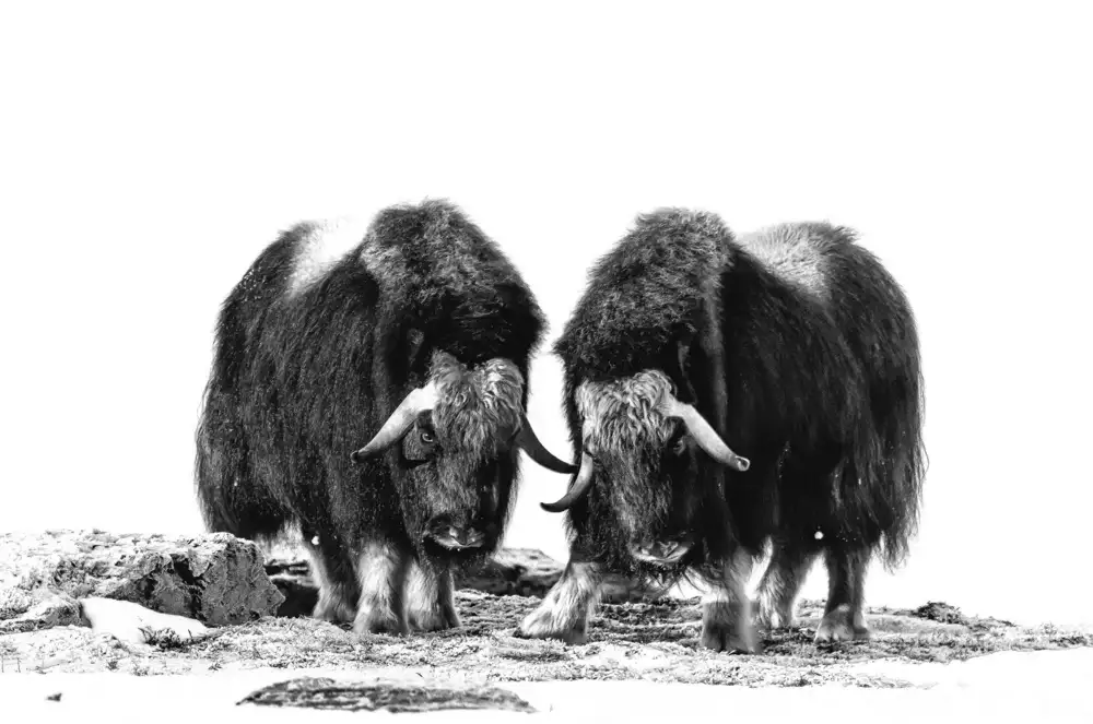 DAmico, Giuseppe: Musk oxen