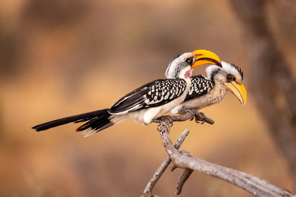 Liu, Q: Southern Yellow-billed Hornbill