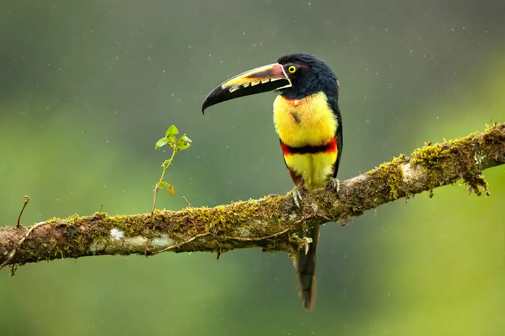Zygmunt, Milan: Aracari dal collare