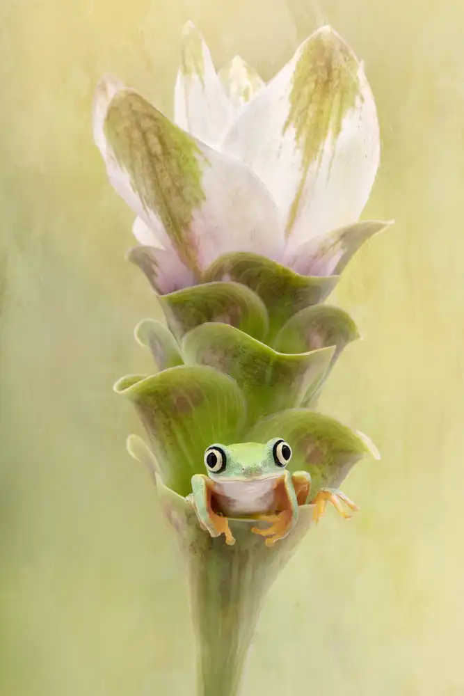 Lester, D Linda: Rana di albero del lemure su un fiore della curcuma dello zenzero