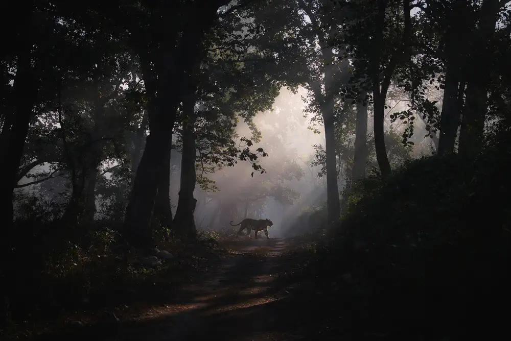 Swapnil: stati d'animo oscuri