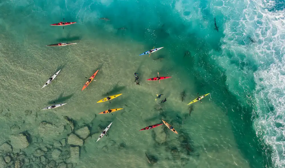Meirovich, Ido: Sharks party