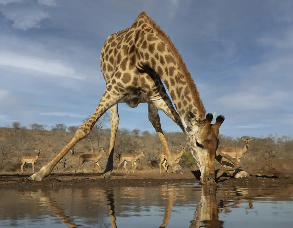 Lester, D Linda: Giraffa che beve un drink