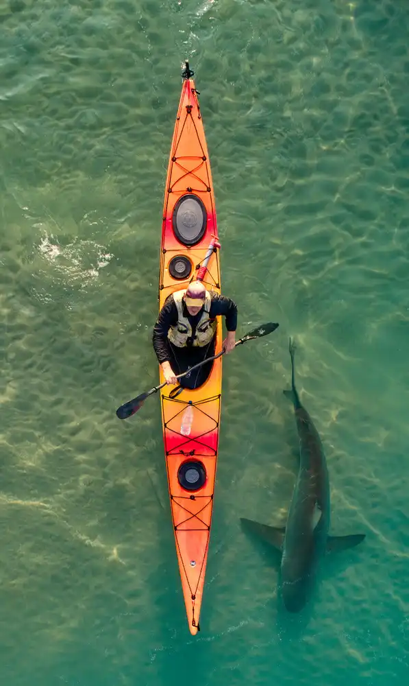 Meirovich, Ido: Intimate shark encounter