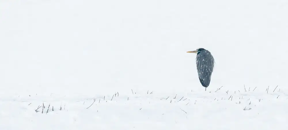 Galimberti, Marco: Heron