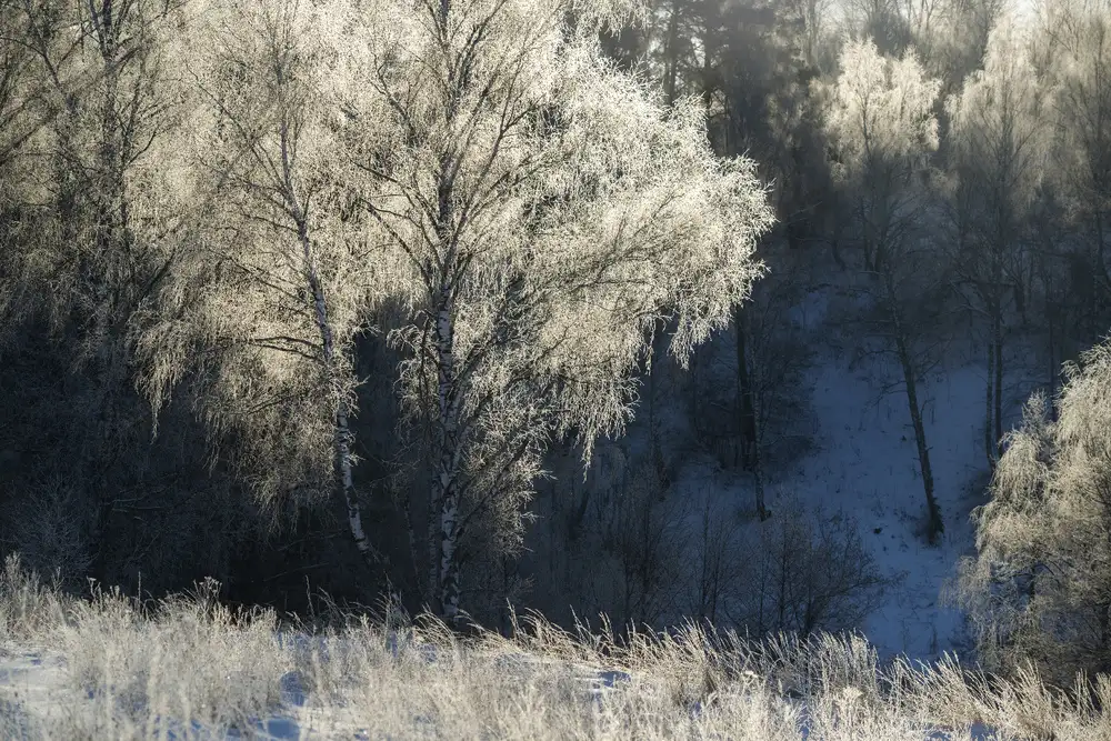 Doronin, Dmitry: Cold morning