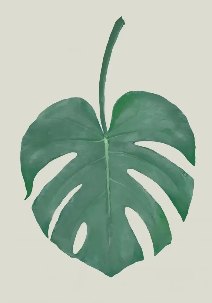 Studio, Pictufy: Monstera Aqua 05