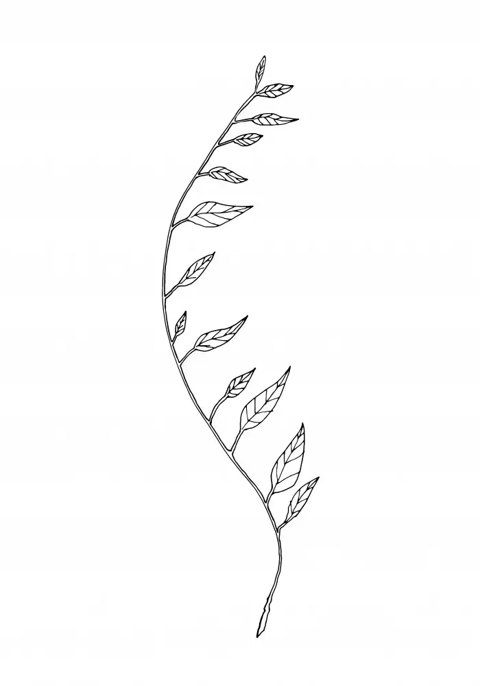 Studio, Pictufy: Branche Ondulée Blanche