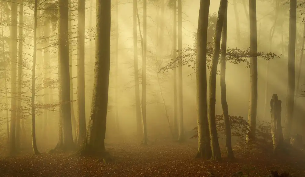 Maier, Norbert: Sunlit autumn morning