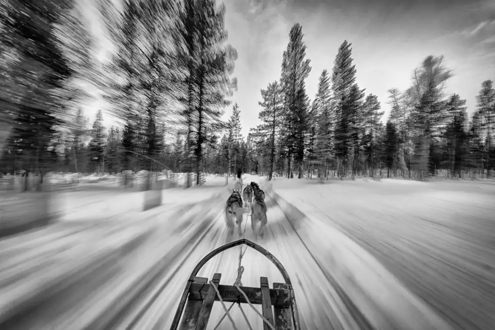 Meirovich, Ido: Dogsledding