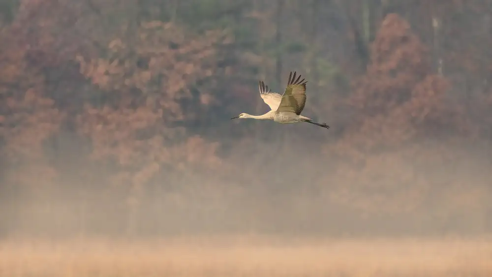 Fan, John: À travers le brouillard du matin