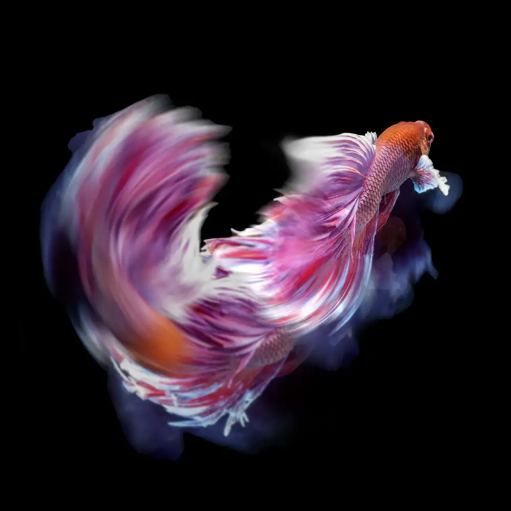 Bunjamin, Antonyus: Bettafish-Tanzbewegung