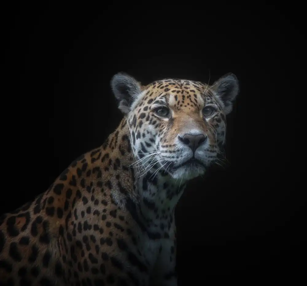 KaMerA: jaguar
