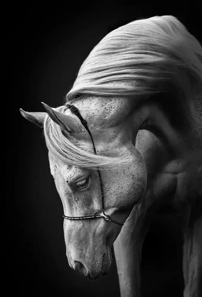 Leinemann, Ulrike: white stallion