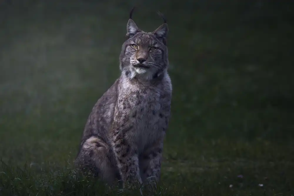 Ruiz, Saavedra Sergio: Fine art Lynx.