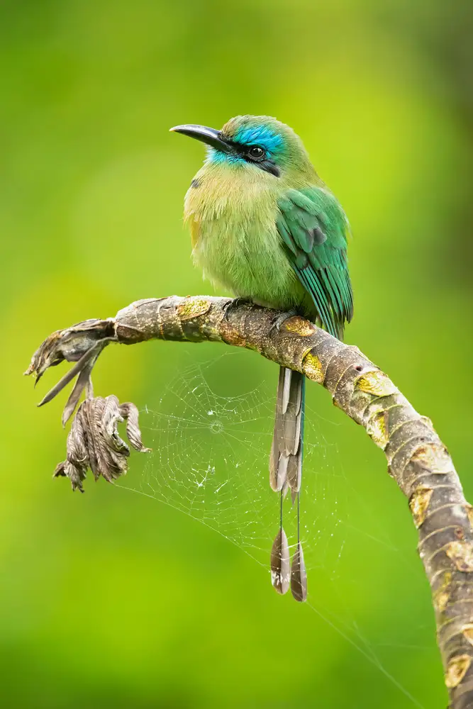 Zygmunt, Milan: Keel-billed motmot