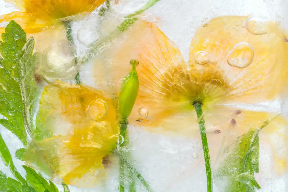 Disher, Mandy: Meconopsis