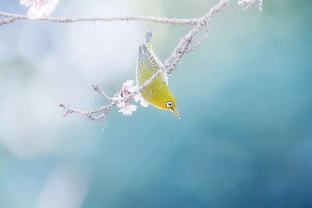 Suzuki, Takashi: With the feelings of the spring moment