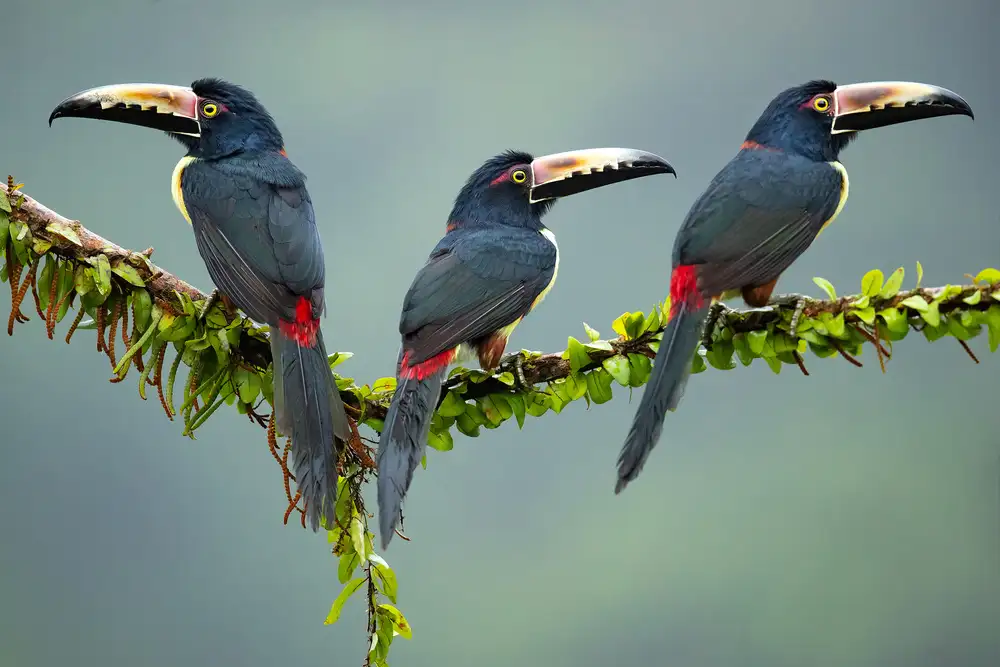 Zygmunt, Milan: Collared Aracari