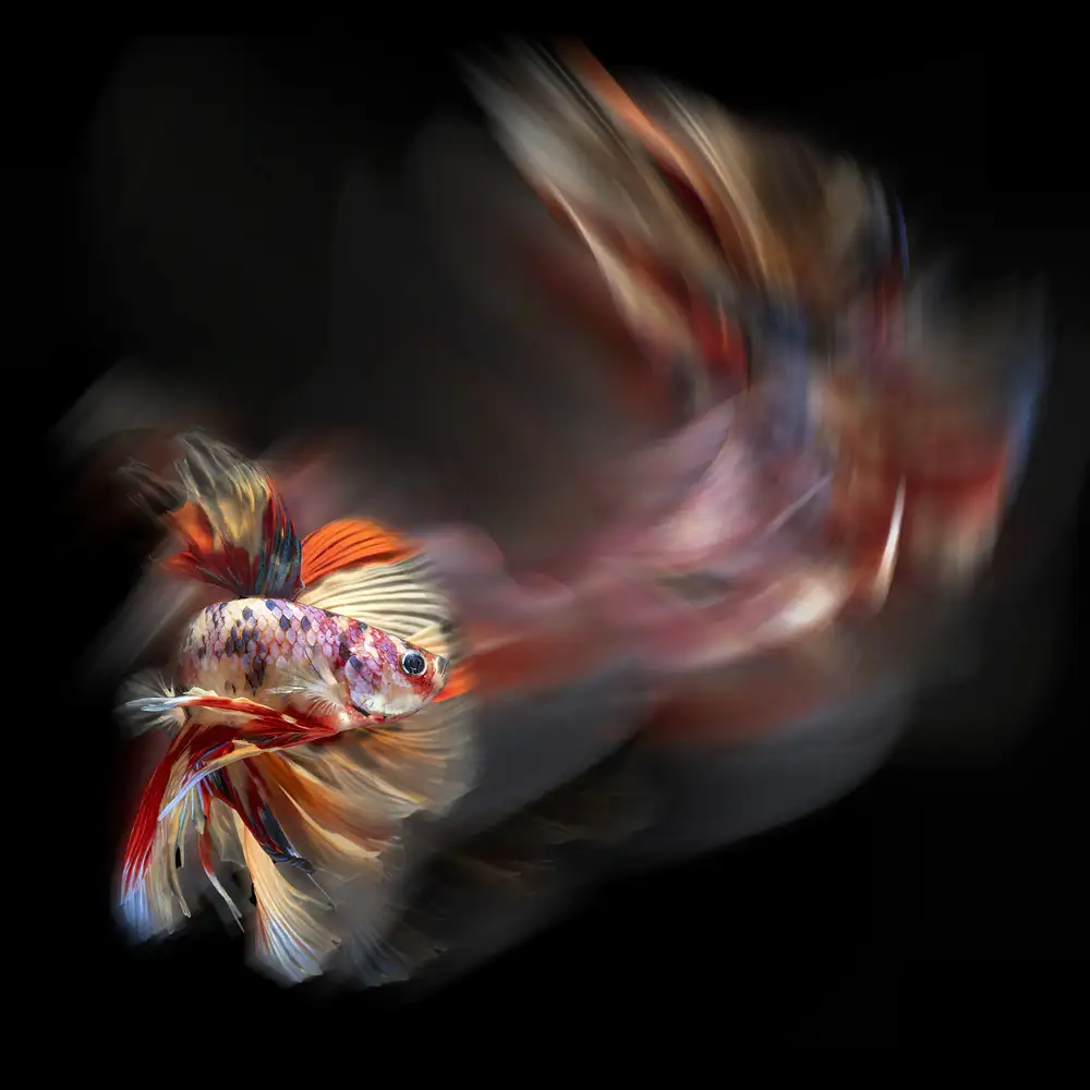 Bunjamin, Antonyus: Cesta Bettafish