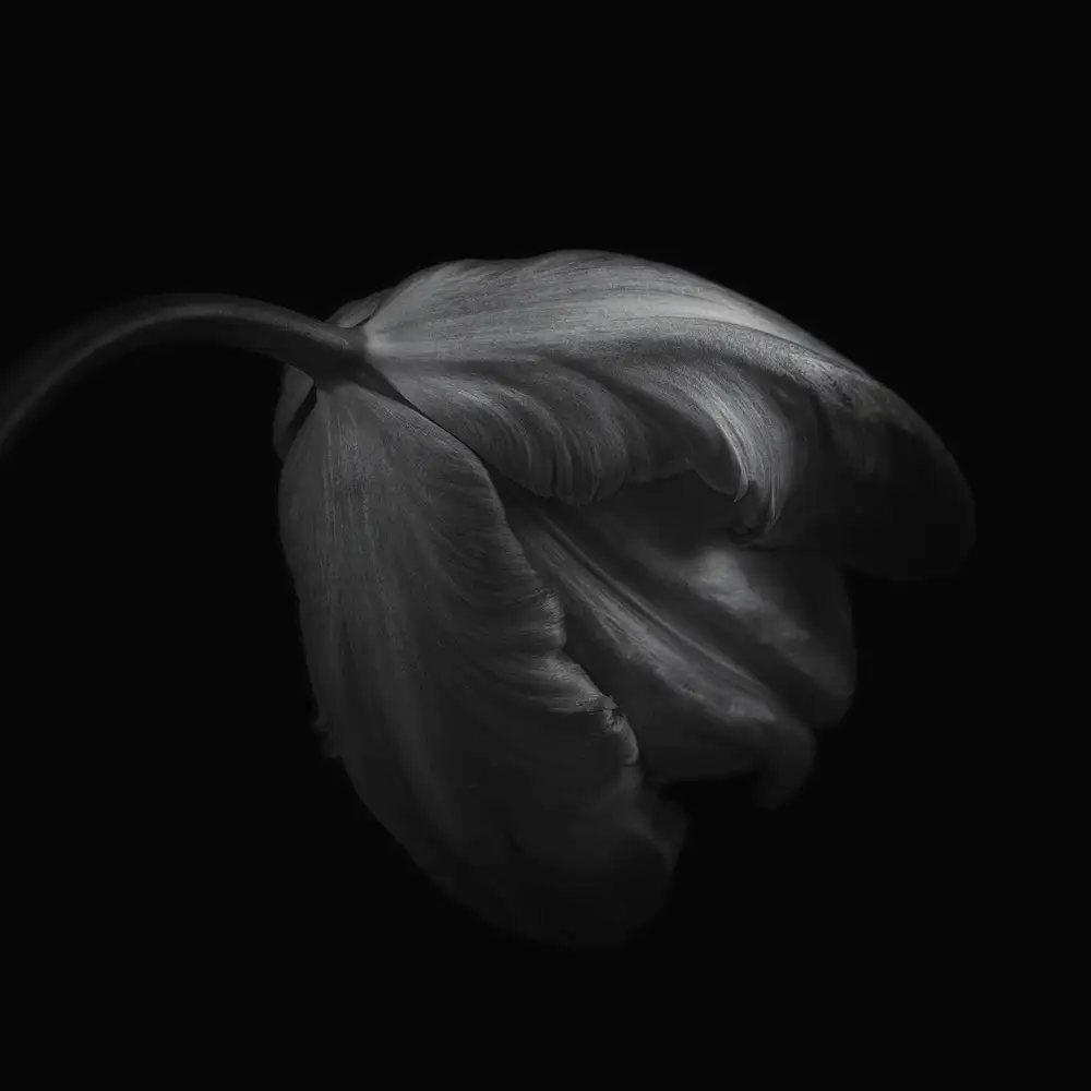 Grønkjær, Lotte: Tulipán en monocromo