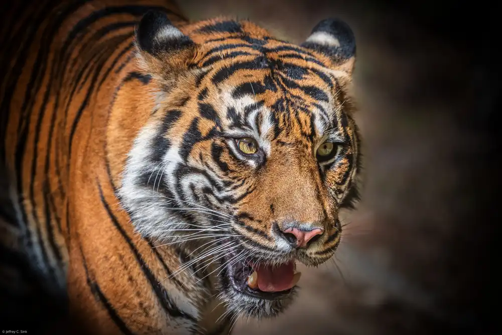 Sink, C. Jeffrey: Auge des Tigers