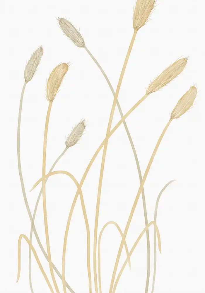 Studio, Pictufy: Bunny Grass 01