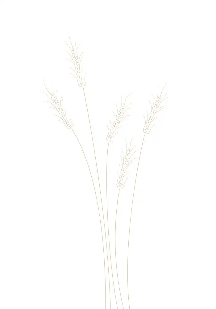 Studio, Pictufy: Wheat Grass