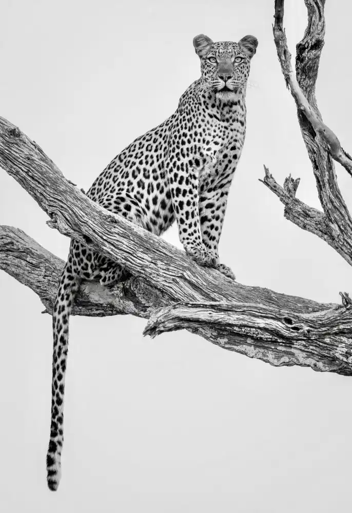 Darby, Rob: Leopard Portrait - Mono Var