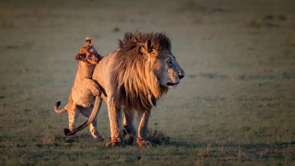 Fischer, Jie: Father and cub