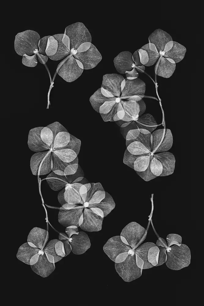 Lenka: Botanical #46