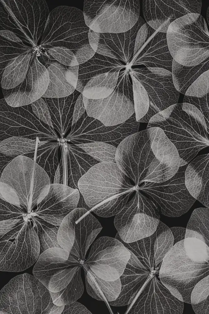 Lenka: Botanical #48