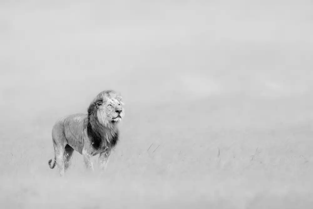 Zuo, Jun: Le roi