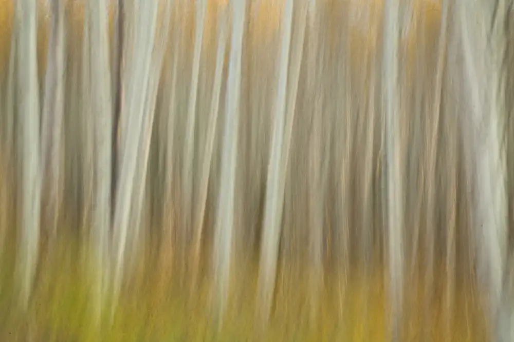 Lester, D Linda: Sfocatura dell'Aspen
