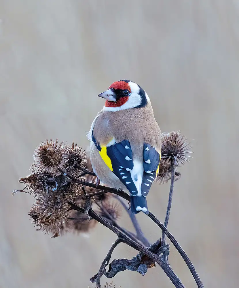 Wallberg, Allan: European goldfinch