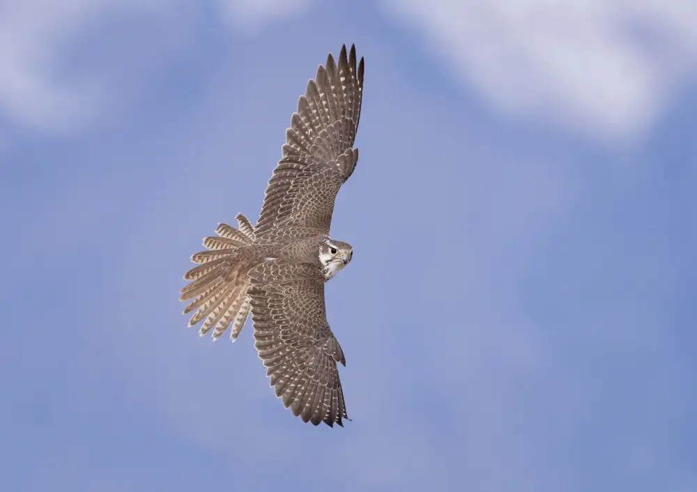 Barsh, Greg: Sommet de la chaîne alimentaire aviaire