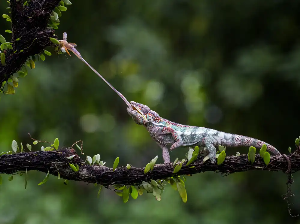 Hartojo, Muliani Angela: Caméléon panthère