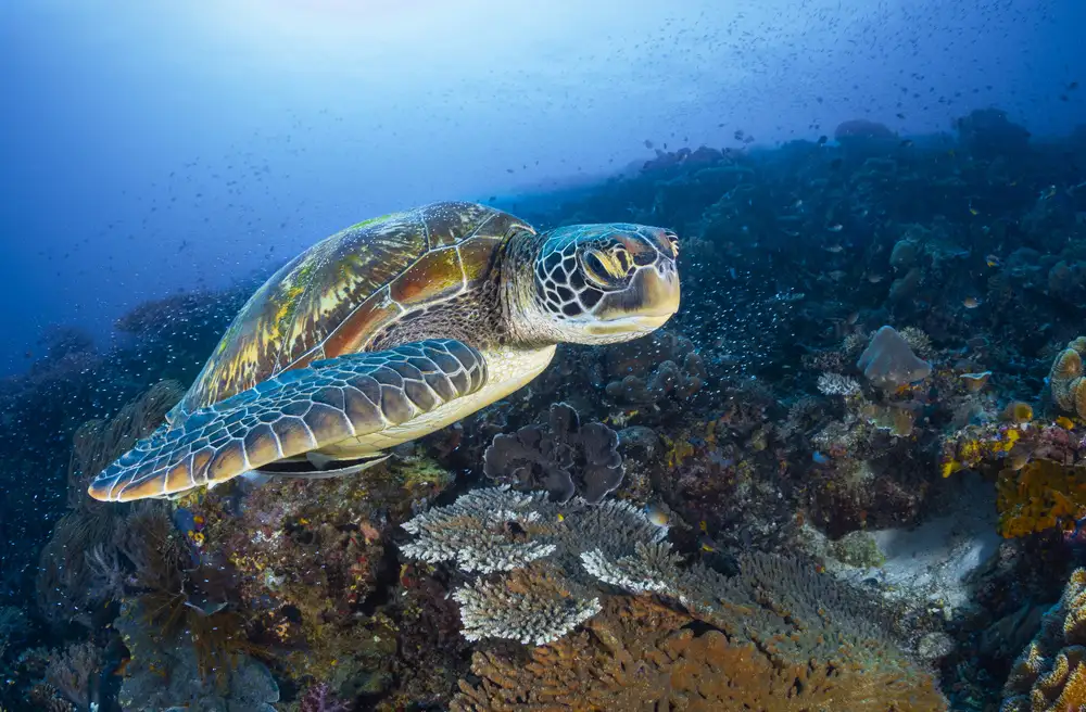 Gabriel, Barathieu: Green sea turtle from Raja Ampat