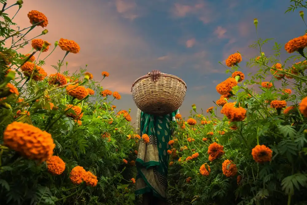 Sirohiya, Saurabh: A Woman Picking Marigold