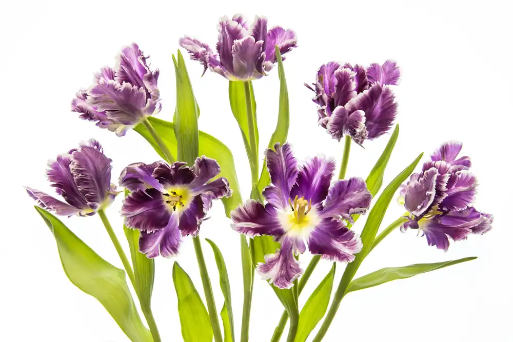 Parker, Jacky: Primavera vibrante