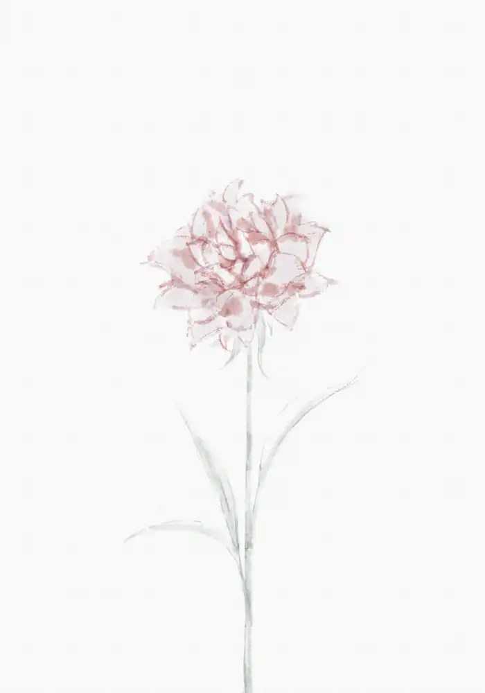 Studio, Pictufy: Peony 02