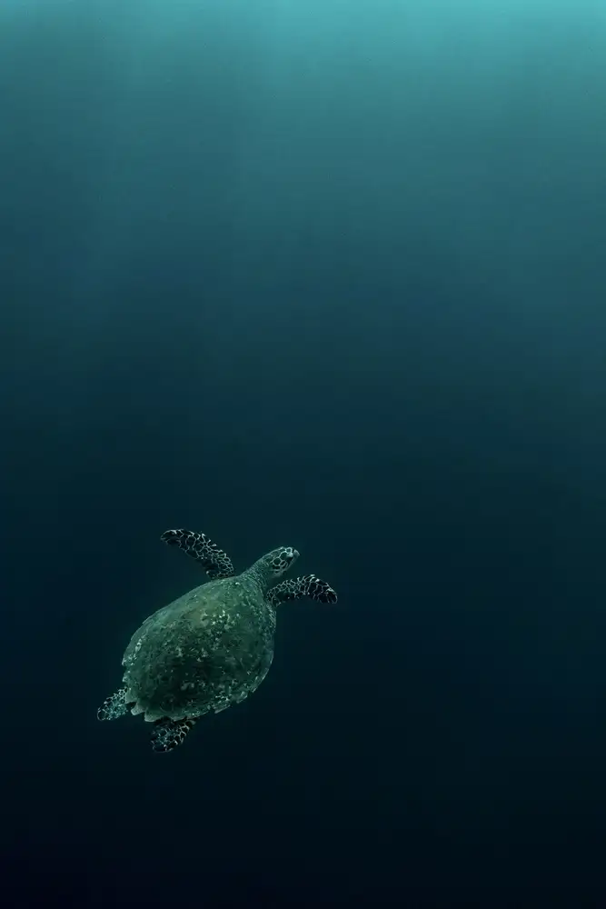 Melesan, Serge: The fly of the Hawksbill