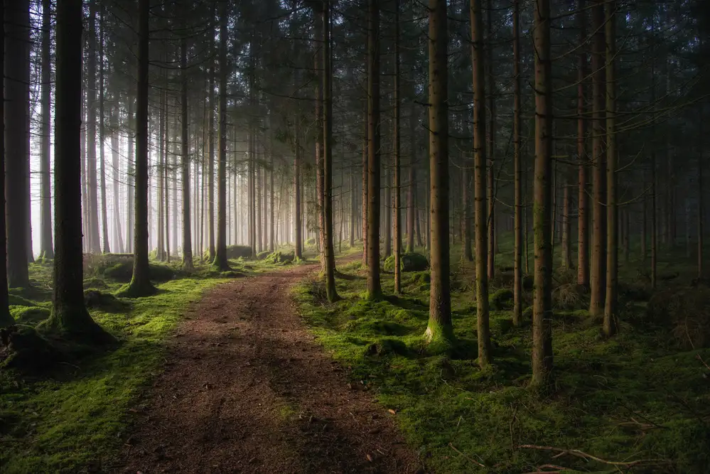 Pettersson, Benny: Der Wald