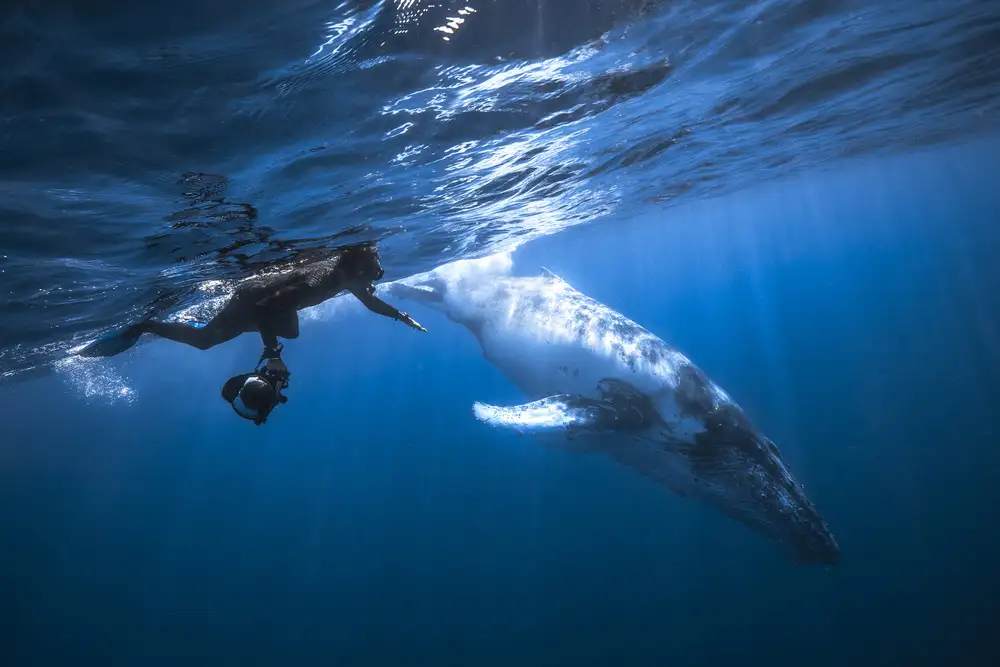 Gabriel, Barathieu: Yann & Whale