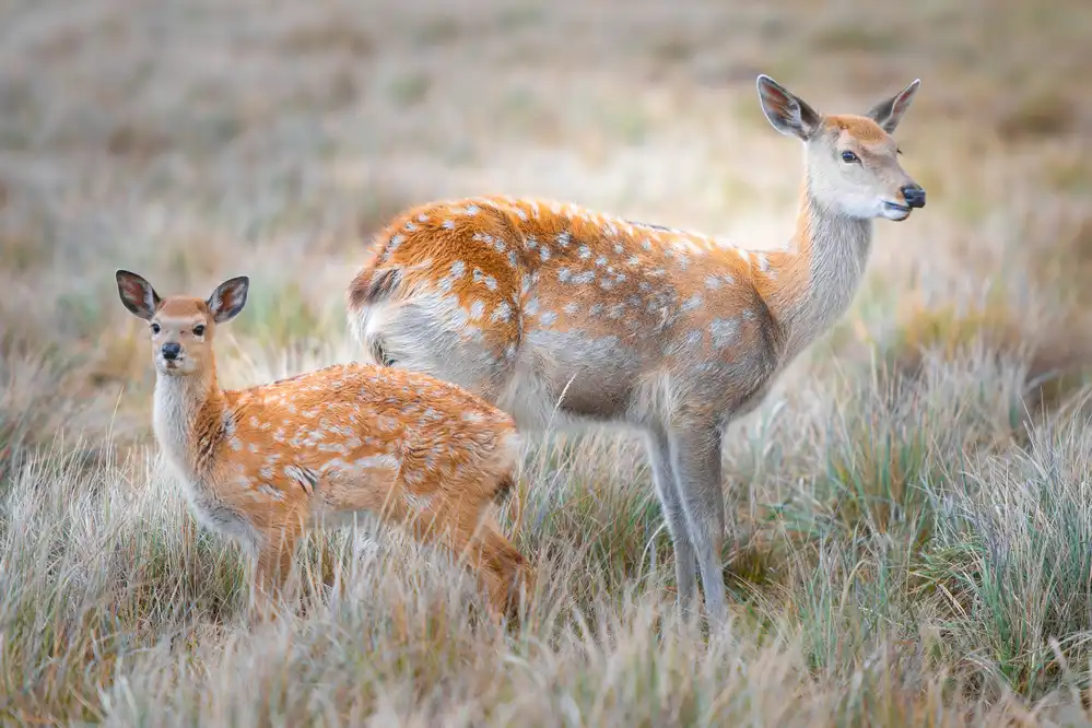 Simoon: Sika deer
