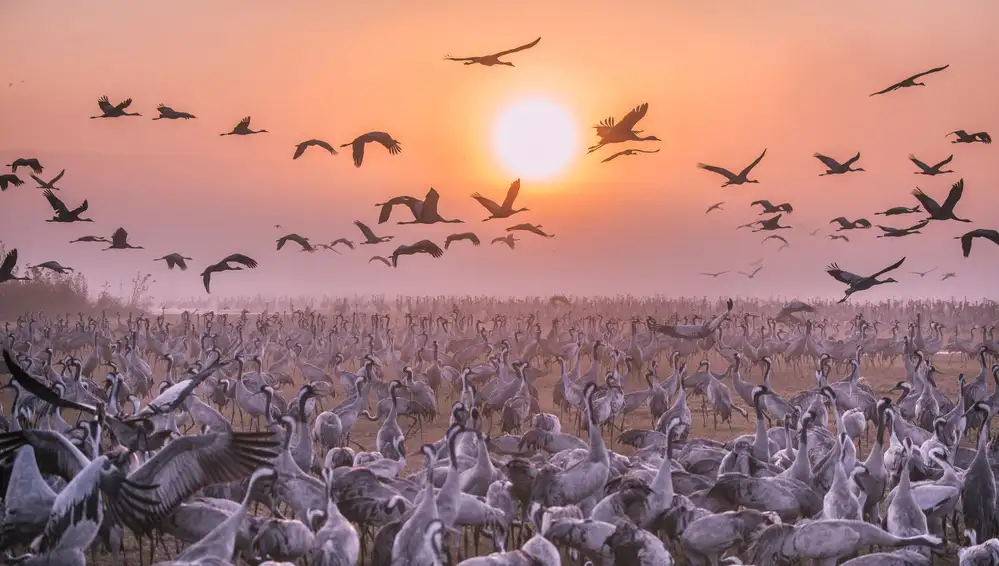 Or, Keren: Grues au lever du soleil